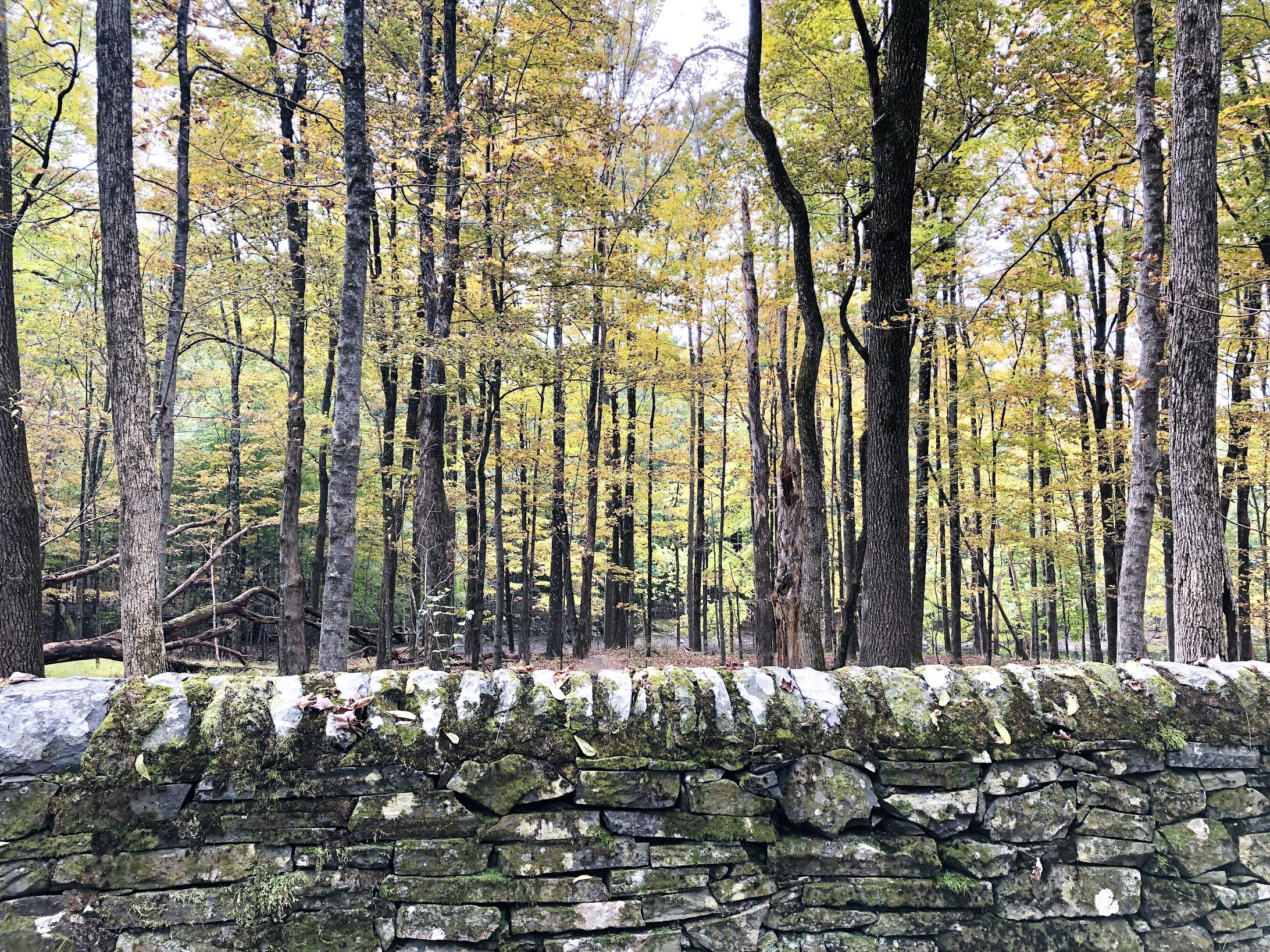 catskill