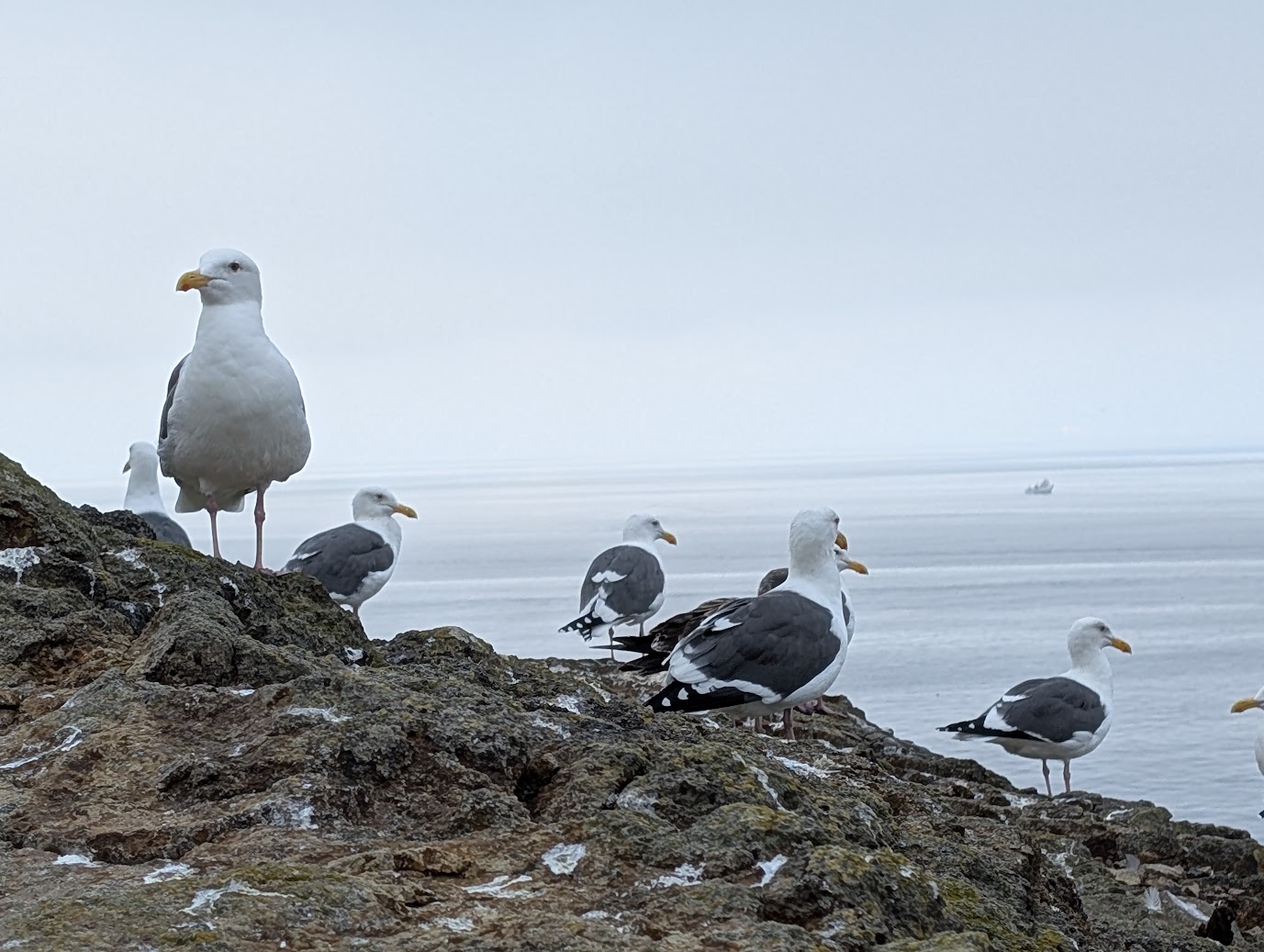 ChannelIslands