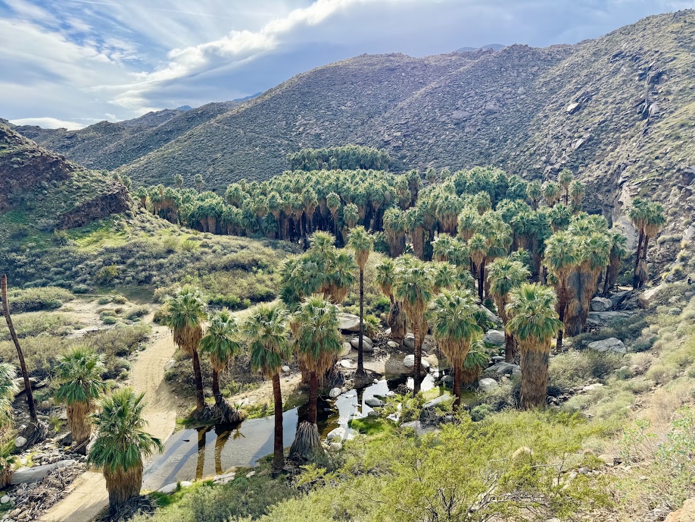 JoshuaTree