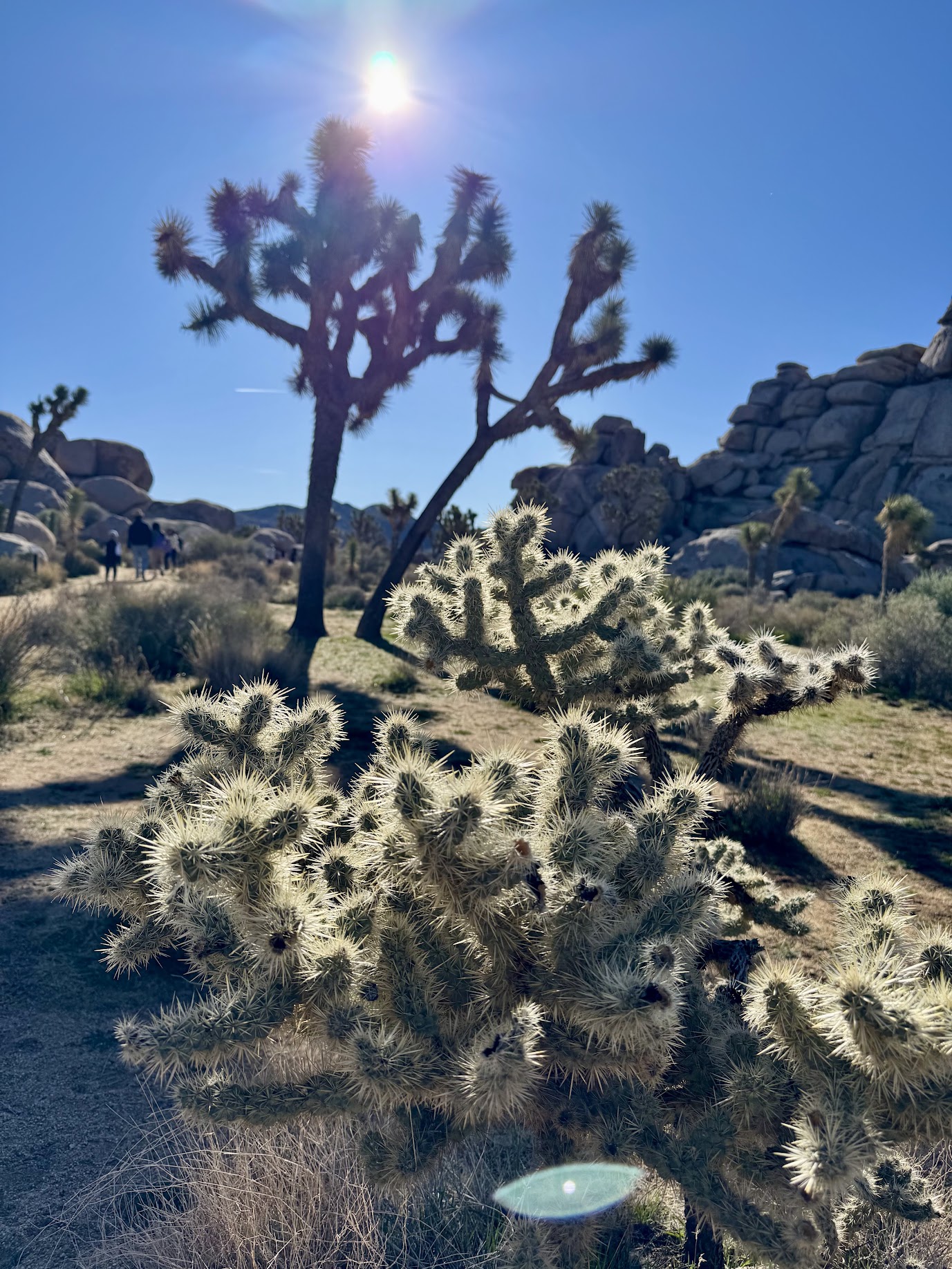 JoshuaTree