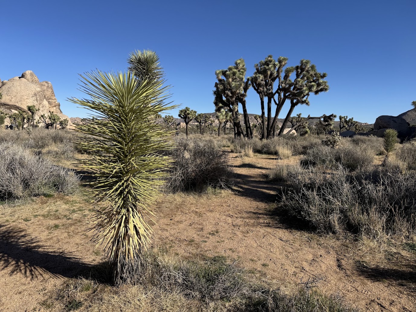 JoshuaTree