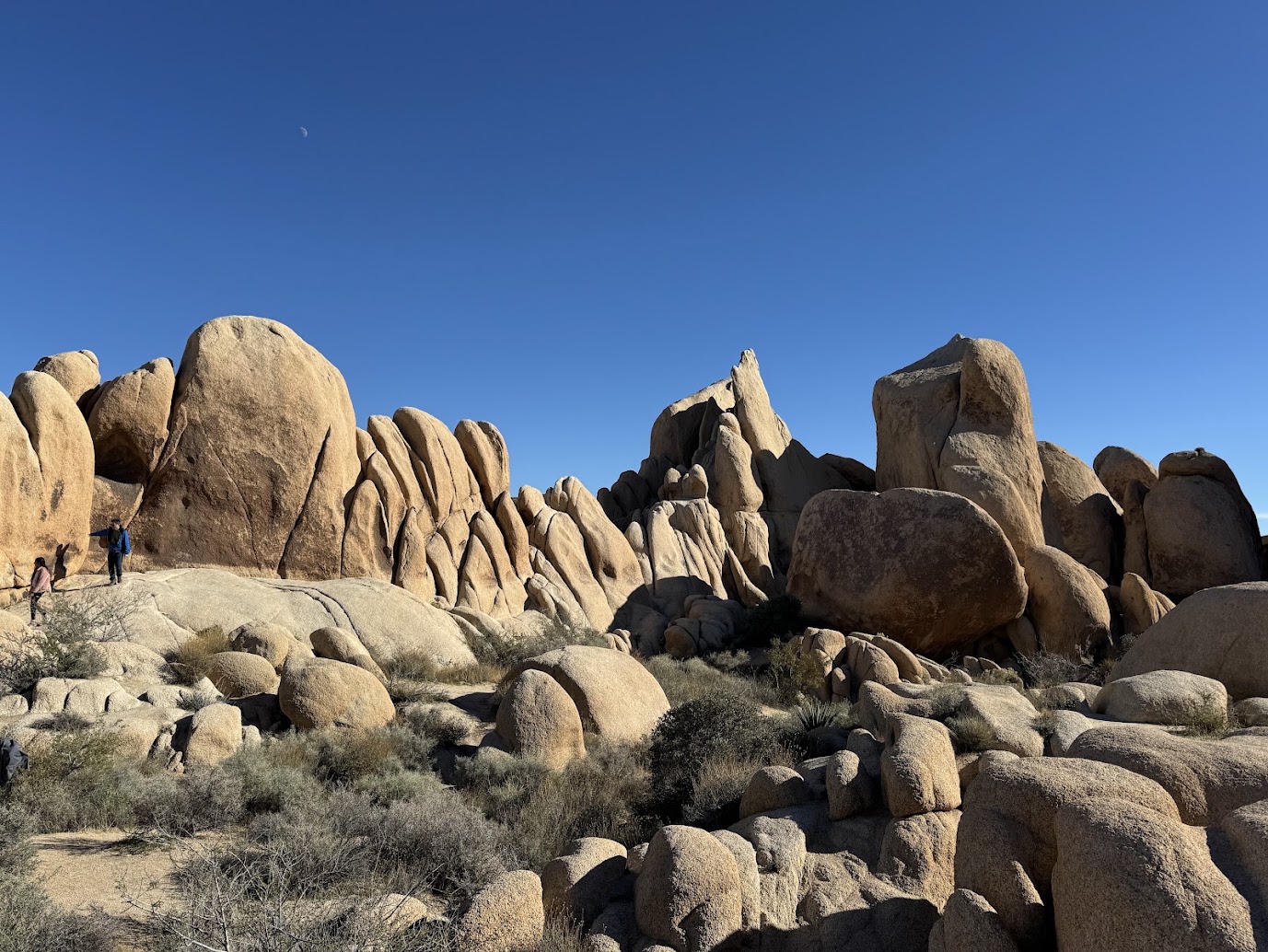 JoshuaTree