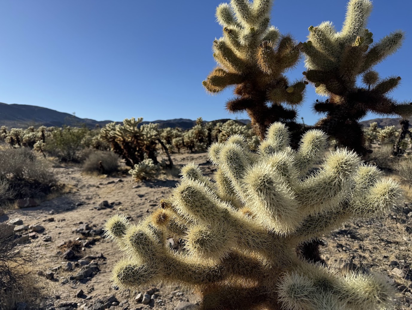 JoshuaTree