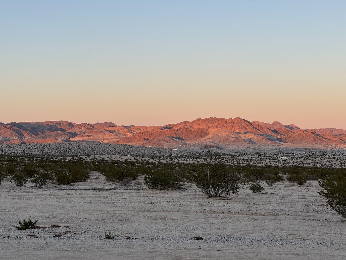 JoshuaTree