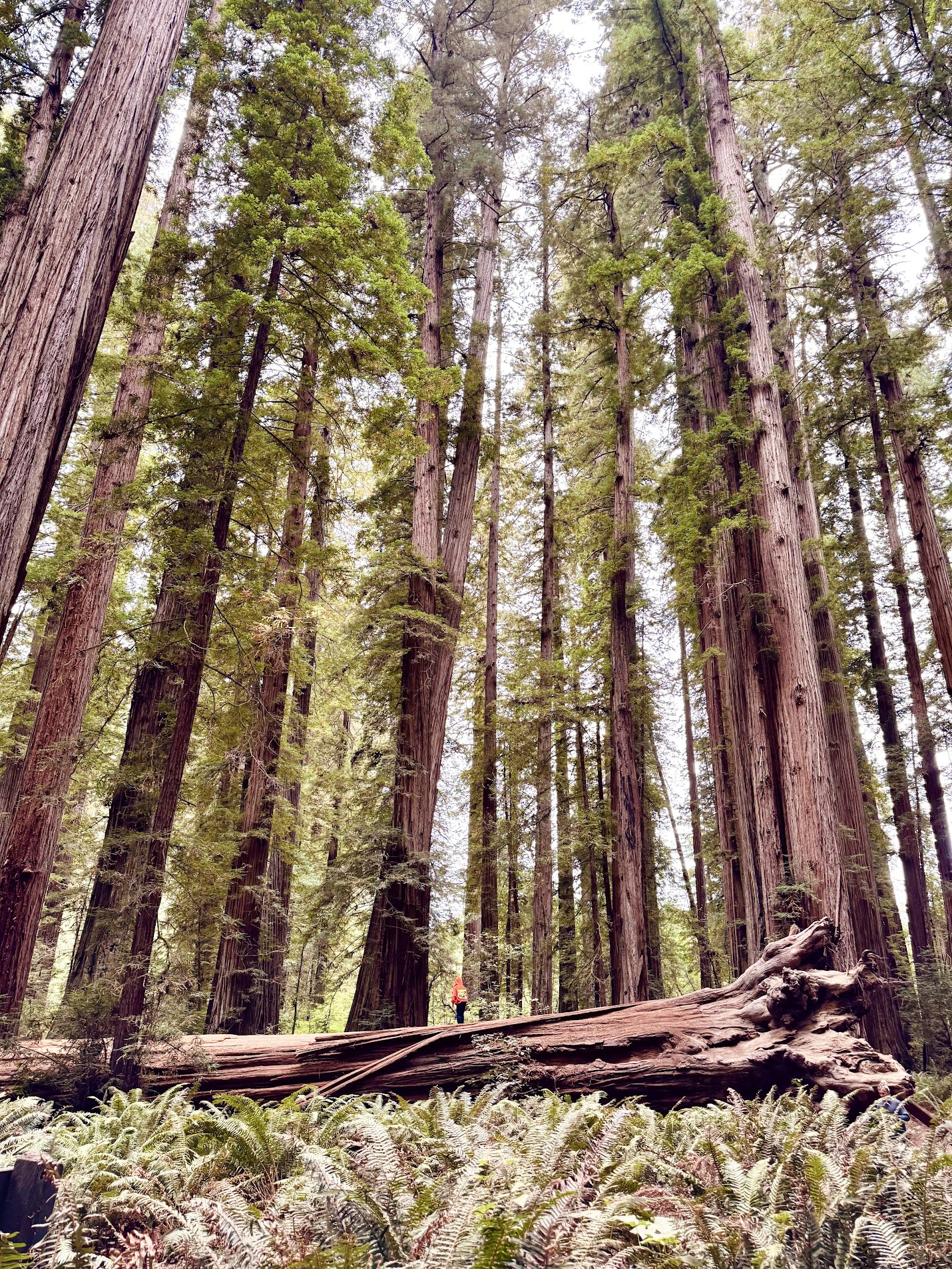 Redwood