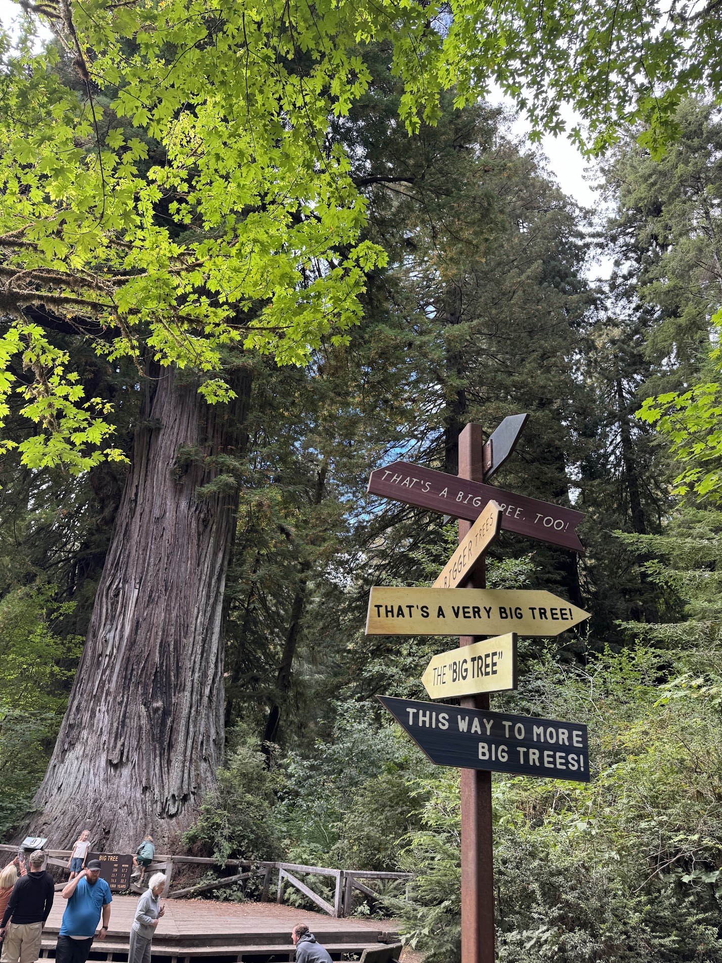 Redwood