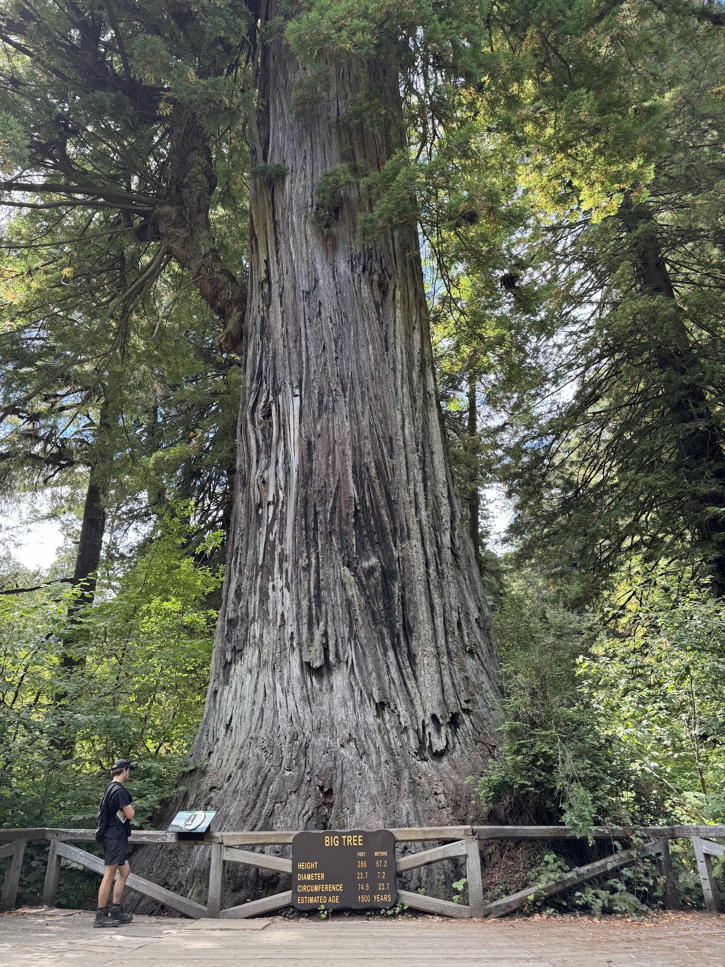 Redwood