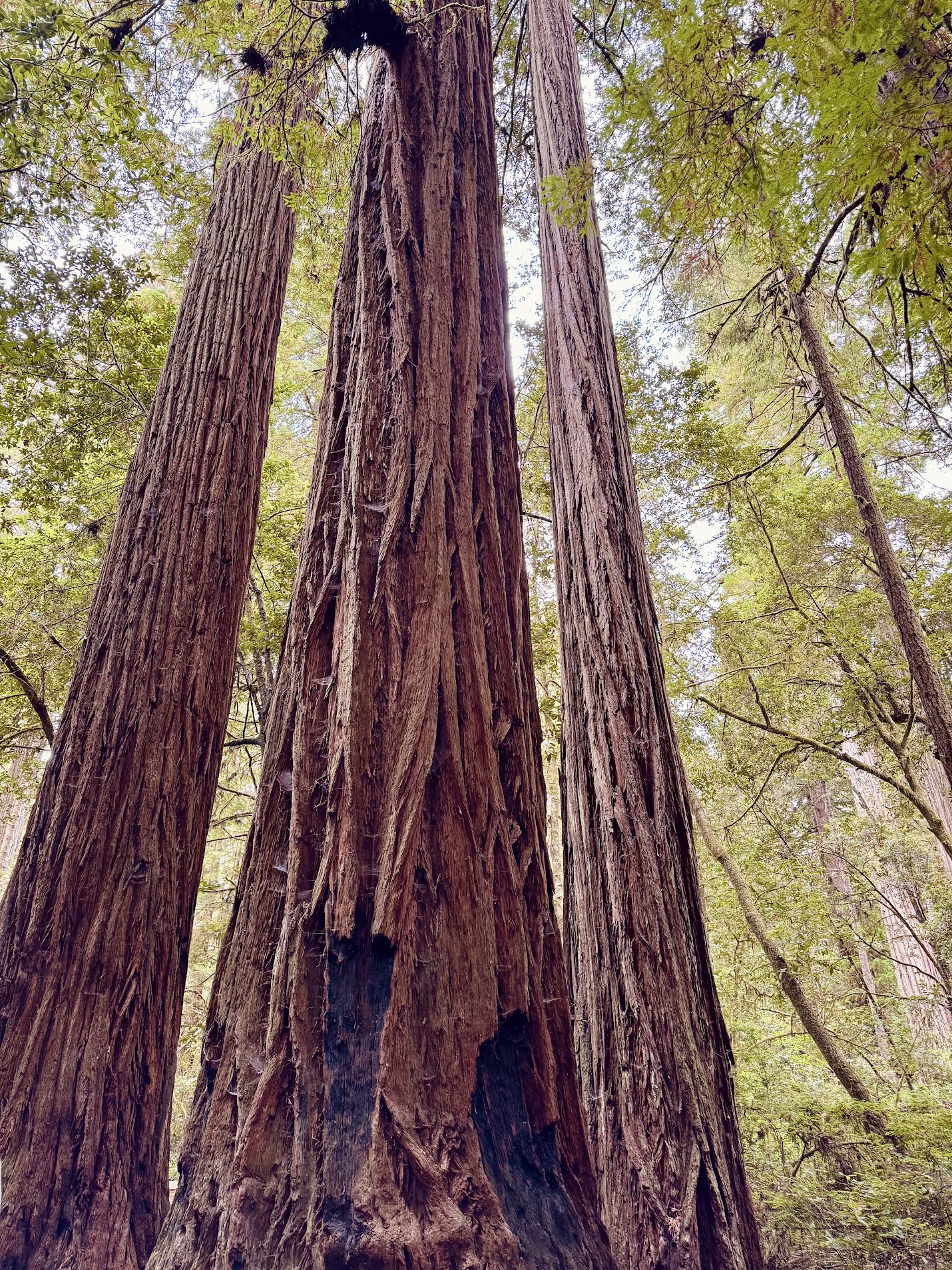 Redwood