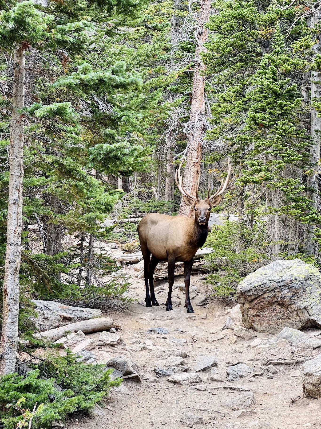 RockyMountain