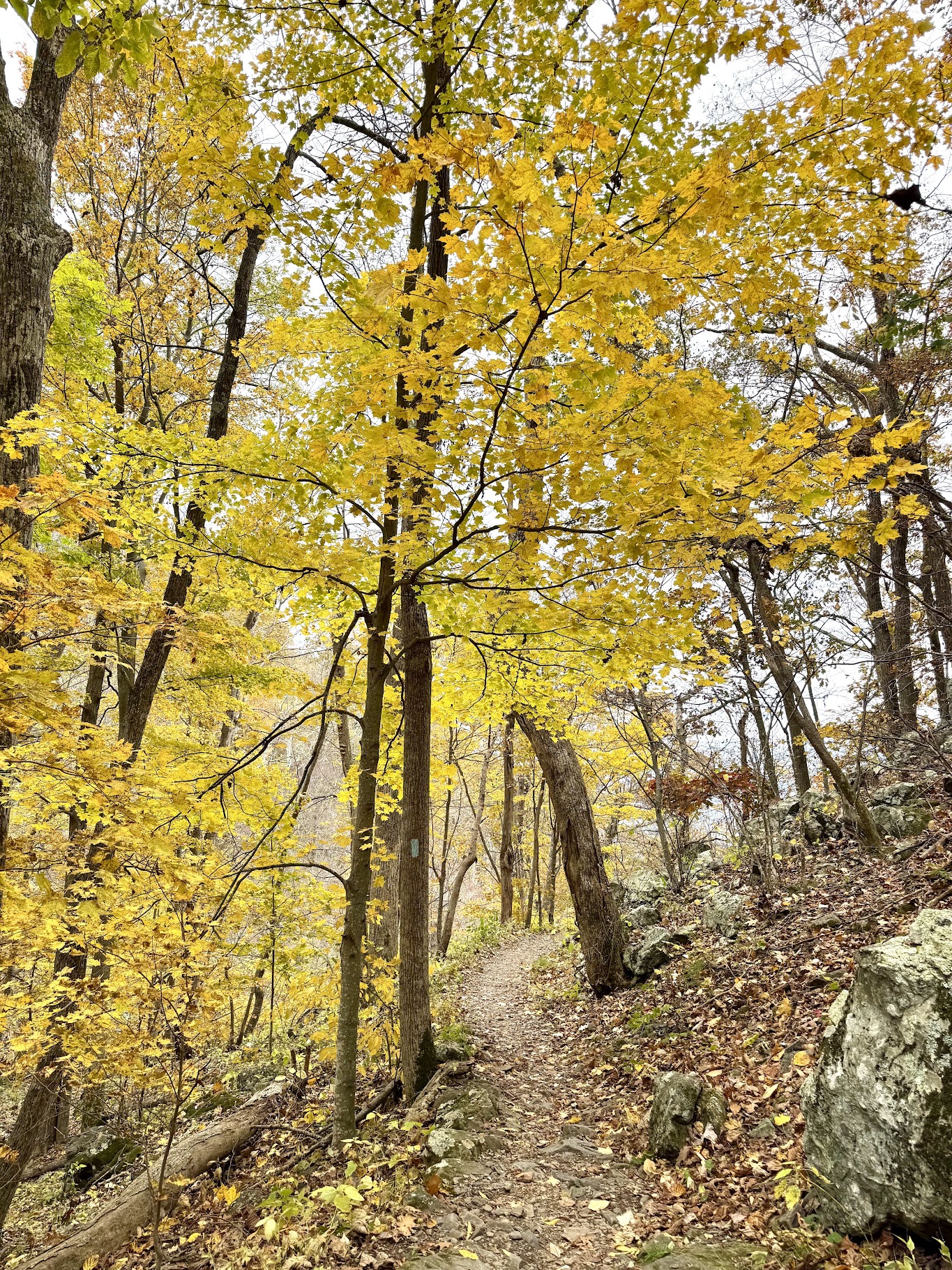 Shenandoah