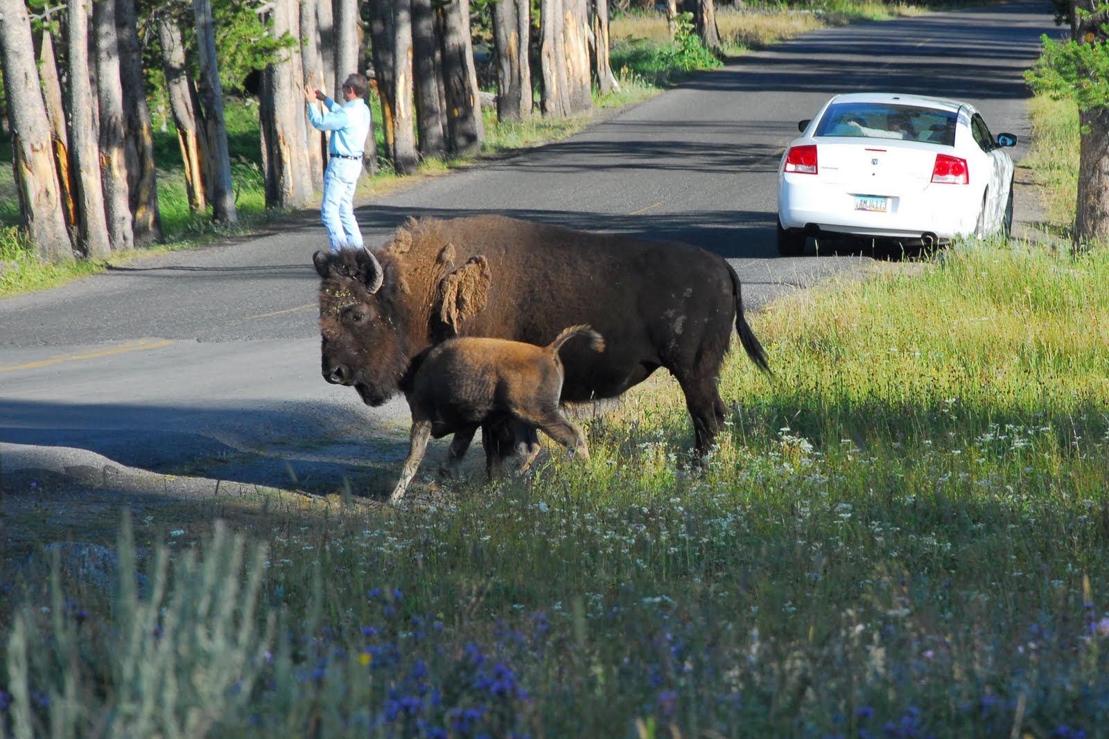 Yellowstone